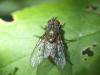 Helina evecta